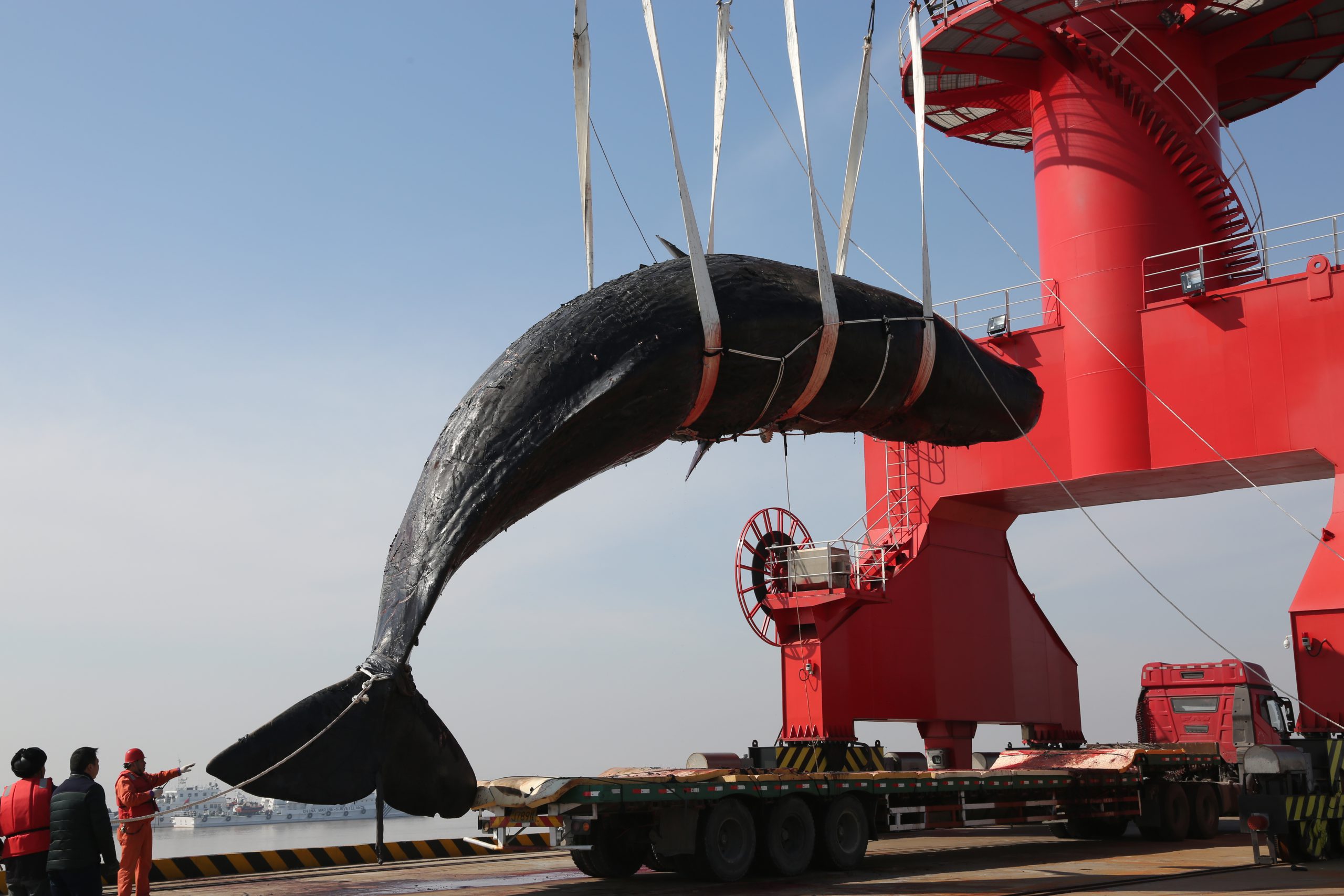 Sperm whale specimen transported back to port